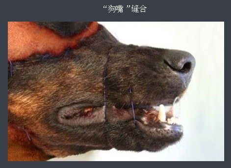 恐怖变态！老外整容成狗头 “人狗”整形全过程
