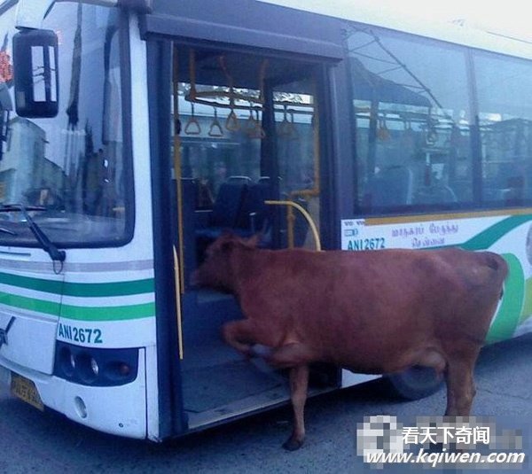 忍不住笑翻的酷图